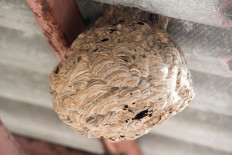 Dealing with hornet hive firefighters&rsquo; way