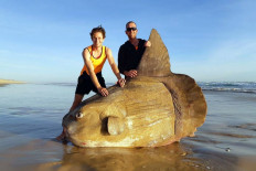This handout picture taken on March 16, 2019 and released courtesy of Linette Grzelak on March 21 shows a sunfish that was washed ashore and found dead in Coorong, near the mouth of the urray River in South Australia. The 1.8 metre (six feet) specimen -- believed to be a Mola Mola, or ocean sunfish -- washed ashore near the mouth of the Murray River in South Australia at the weekend.