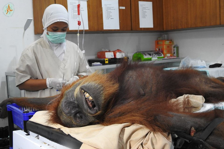 A medical team at the Sumatran Orangutan Conservation Program (SOCP) in North Sumatra treats a female orangutan on March 12. She was found in a critical condition next to her baby in Aceh province.