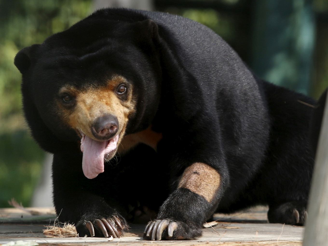 Two sun bears break out of rescue center in Yogyakarta