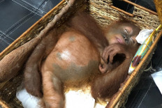 Russian accused of trying to smuggle drugged orangutan from Bali  