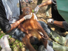 Authorities rescue injured orangutan in oil palm plantation in Aceh