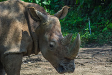 Sabah in talks with Indonesia over rhino conservation
