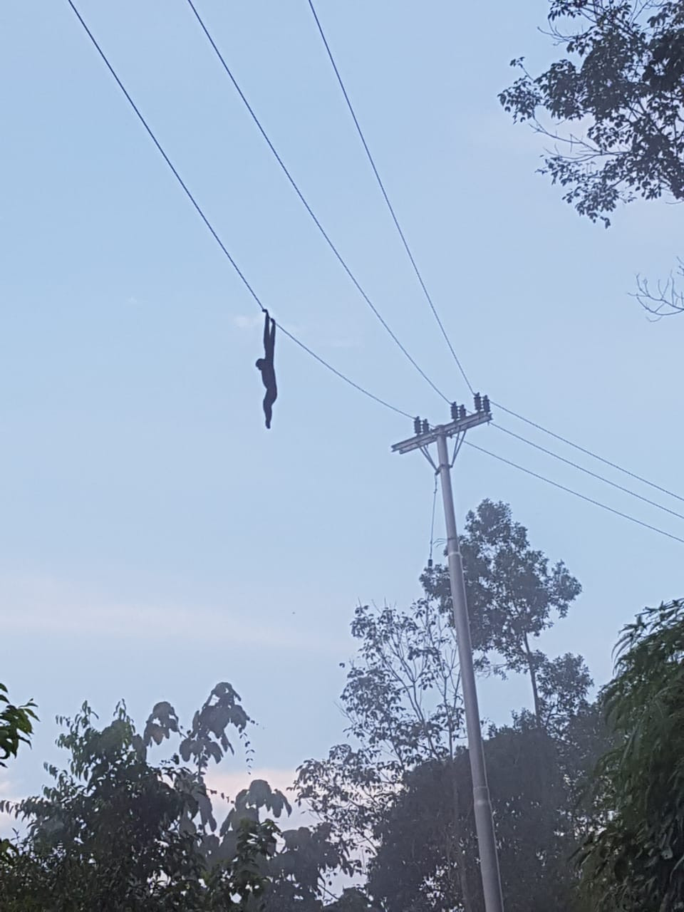 Gibbon electrocuted by power line months after North Sumatra village