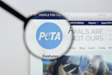 'Cow's milk not made for you!': PETA's recent tweets spark backlash