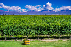 A vinyard with the snow-capped Andes mountains in the background in Mendoza, Argentina.
