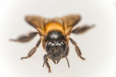 Giant bee: What can we do to keep it alive?