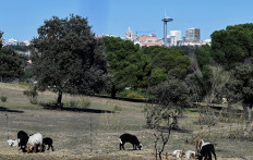 Sheep nibble Madrid's largest park into shape