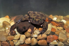 Handout photo released by the Museo D'Orbigny of Romeo (top) and Juliet, two Sehuencas Water Frogs (Telmatobius yuracare)--a species in risk of extiction, taken in Cochabamba, Bolivia, on March 21, 2019. 