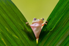 A deadly disease affecting amphibians has descended into a global pandemic that has already wiped out 90 species.