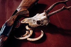 Rhino poacher crushed by elephant, devoured by lions in South Africa