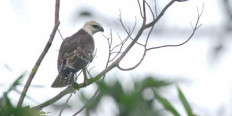 Only 10 Flores hawk-eagles remain in Kelimutu National Park 