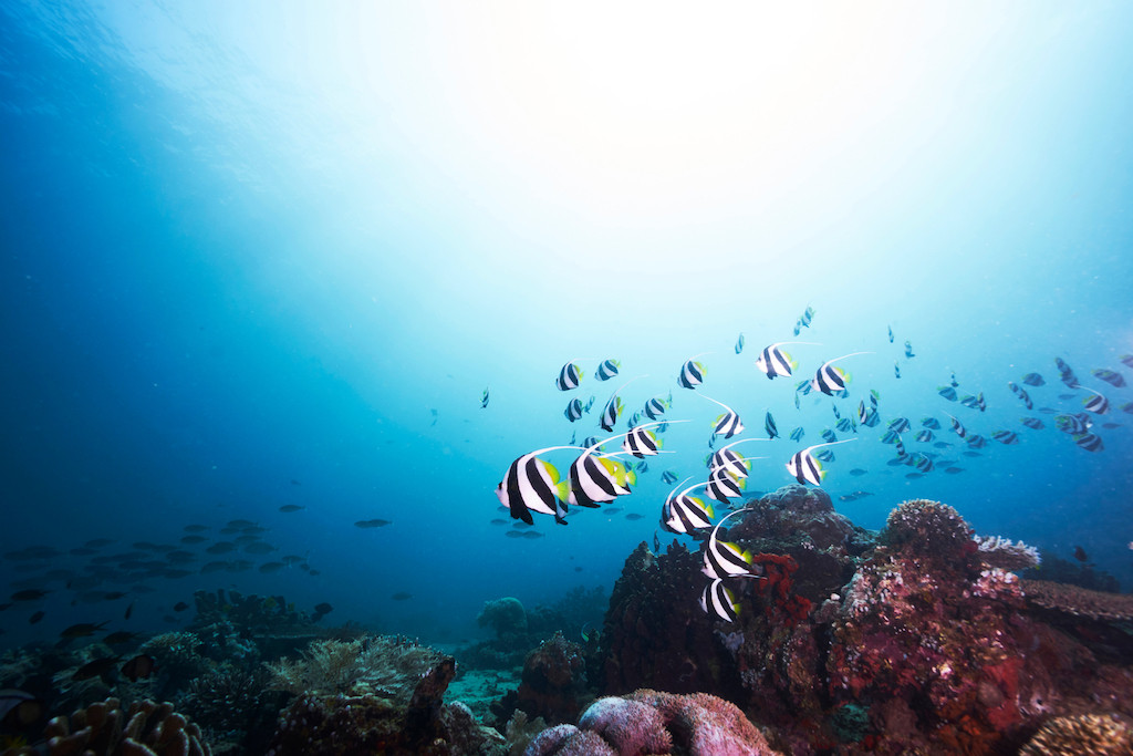 Î‘Ï€Î¿Ï„Î­Î»ÎµÏƒÎ¼Î± ÎµÎ¹ÎºÏŒÎ½Î±Ï‚ Î³Î¹Î± Indonesia Tourism Ministry takes part in the Marine Diving Fair (MDF) in Japan