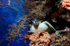 Riau Islands Police foil illegal turtle sales