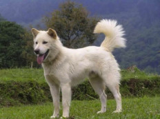 Kintamani dog becomes first Indonesian breed to get international recognition