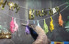 Rare Komodo dragon celebrates 8th birthday in Australia