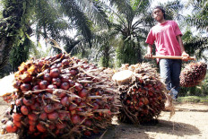 Resolving paradox of over-competitive palm oil