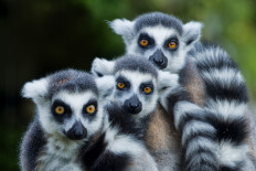 Luxury hotel launches yoga with lemurs