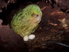 Kakapow! Rare world's fattest parrot has record breeding season