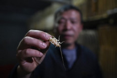 Papa roach: Chinese farmer breeds bugs for the table