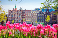 Dutch tulip forecast: brilliant, with a chance of tourists