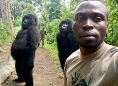 'Another day in the office': Gorillas pose for ranger's selfie 