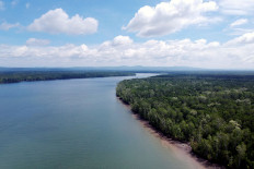 Pristine: An aerial view of a mangrove forest zone in Teluk Bintuni regency, West Papua.