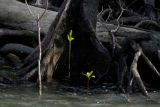 Emerging from the earth: Mangroves start to grow inside the forest zone on Babo Island in Teluk Bintuni regency, West Papua. JP/Jerry Adiguna 