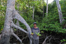 Guiding hands: Salma Tatua from the Maitefa tribe group shows the way to the mangrove forest zone on Babo Island, Teluk Bintuni regency, West Papua. JP/Jerry Adiguna