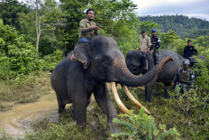 Mammoth problem: Indonesian military (TNI) personnel, police and park rangers ride elephants in a patrol targeting illegal logging and wildlife poaching in the Ulu Masen ecosystem in Aceh. Sumatran elephants are a critically endangered species and face threats from poaching and deforestation.