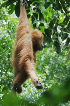 An orangutan hangs from a tree in the Mount Leuser National Park, in northern Sumatra.