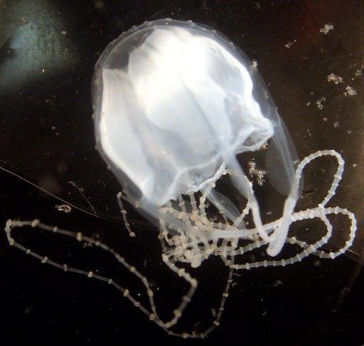 scientists find antidote for deadly box jellyfish sting Science & Tech - The Jakarta Post