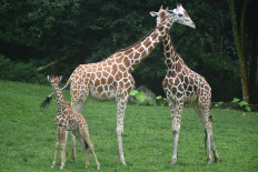 Prigen Safari Park in East Java debuts newest baby giraffe