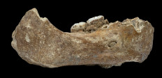 A fossil of the right half of the lower jaw of a Denisovan, an extinct human species, that was found in Xiahe County, Gansu Province, China, is seen in this picture released from Lanzhou University on May 1, 2019.