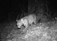 10 critically endangered Javan leopards spotted in West Java