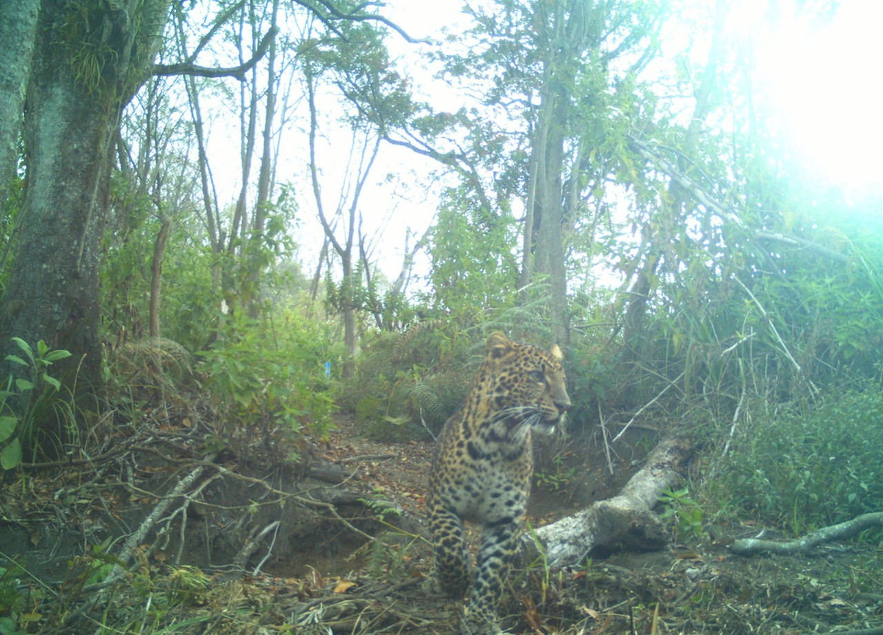 Penemuan macan tutul ditangkap pada 60 perangkap kamera yang sebelumnya dibuat oleh CI Indonesia di hutan konservasi Guntur Papandayan untuk survei lapangan dua tahun, dari 2016 hingga 2018.