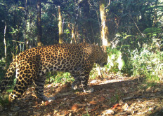 Endangered Javan leopard dies after days in snare