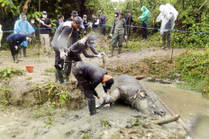 Banten court jails poacher for killing six rare Javan rhinos