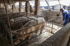 Swine fever may affect millions of people in Indonesia