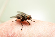 How was it for you? Female flies sense when sex partner a good fit