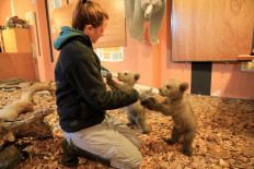 Without their mother, bear cubs Bradley and Cooper train for the wild