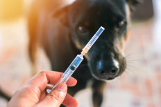 BNPB to form task force to combat rabies outbreak in East Nusa Tenggara