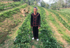 A new high: Indigenous Thai farmers swap opium for coffee, land