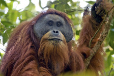 Tapanuli orangutan makes IUCN SSC list of world's most endangered primates 