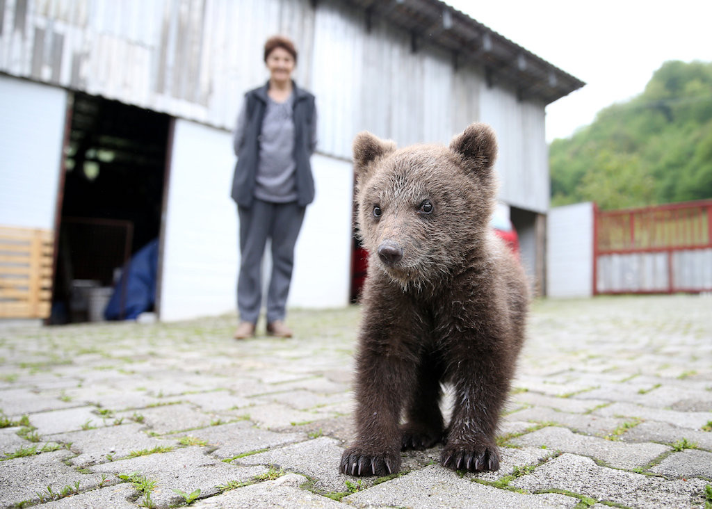 Care bear cubs.