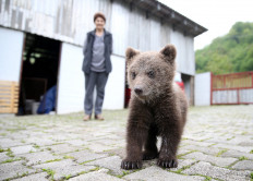 Orphaned bear cub Aida finds refuge in Bosnian village