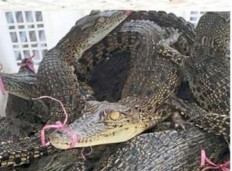 Smuggled crocodile case baffles Sabah authorities