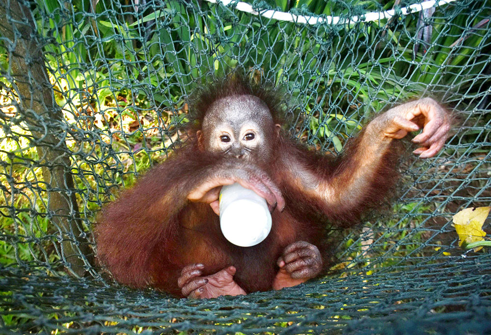 Baby orangutans traumatized after smuggling attempt - National - The  Jakarta Post