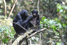 Wingmoms: How bonobo mothers help their sons find love