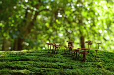 Fairy ink cap fungi, Coprinellus, growing on a moss-covered fallen tree in temperate rainforest.